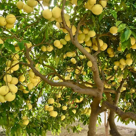 Secret - Lily * Tarxien