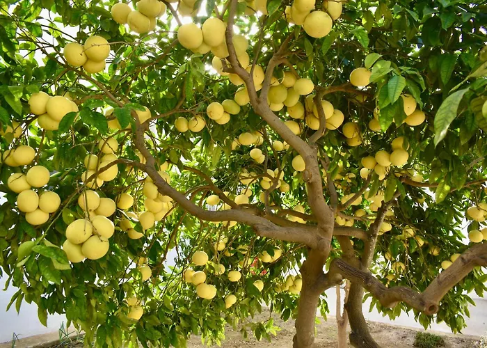 Secret - Lily * Tarxien